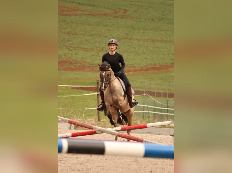 Duitse rijpony Merrie 5 Jaar 141 cm Falbe in Bad Dürrheim