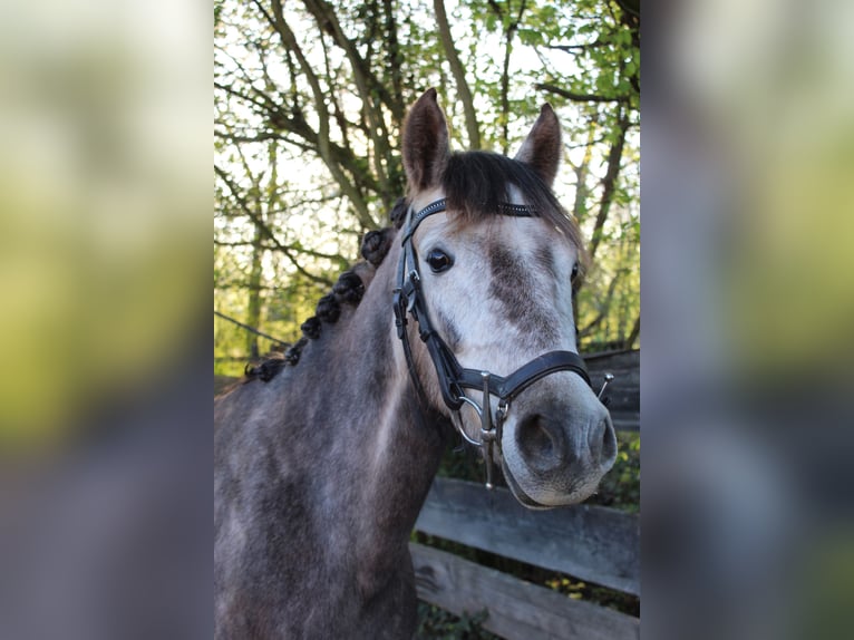Duitse rijpony Merrie 5 Jaar 142 cm Appelschimmel in Speyer