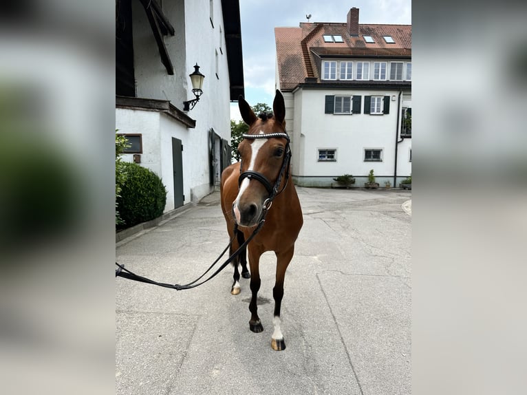 Duitse rijpony Merrie 5 Jaar 142 cm Bruin in Inning am Ammersee