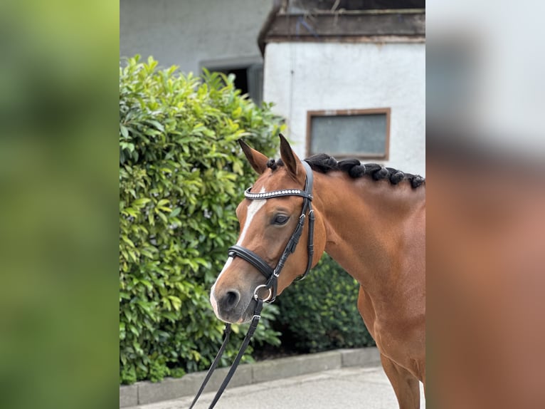 Duitse rijpony Merrie 5 Jaar 142 cm Bruin in Inning am Ammersee