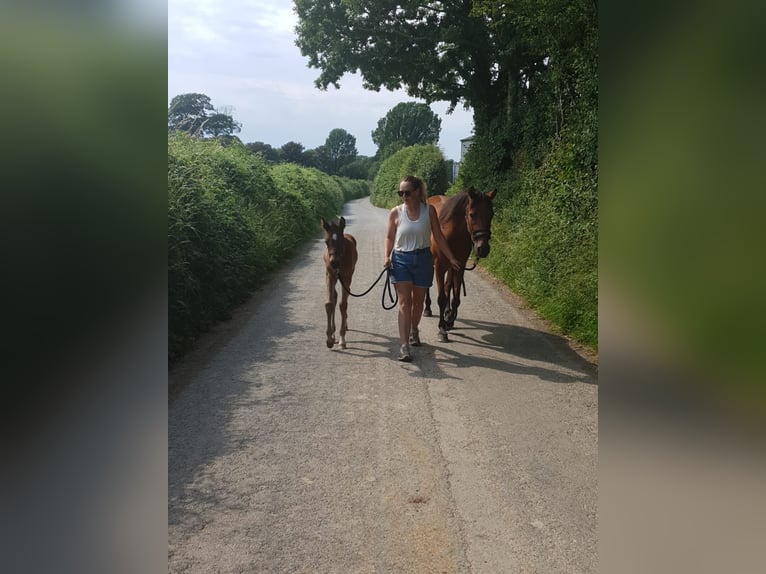 Duitse rijpony Mix Merrie 5 Jaar 142 cm Donkerbruin in Witney