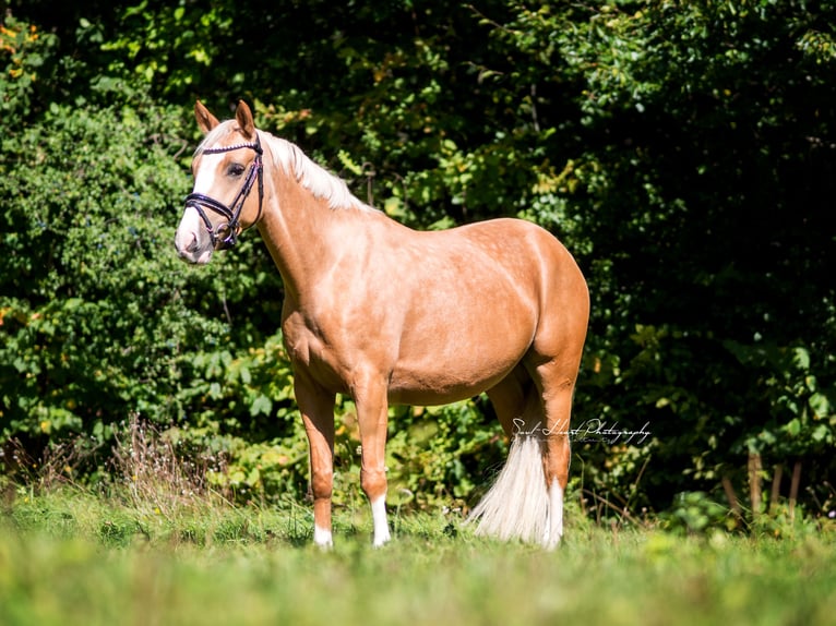 Duitse rijpony Merrie 5 Jaar 142 cm Palomino in Heiligenstadt