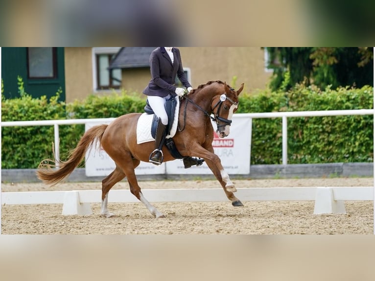 Duitse rijpony Merrie 5 Jaar 142 cm Vos in Linz