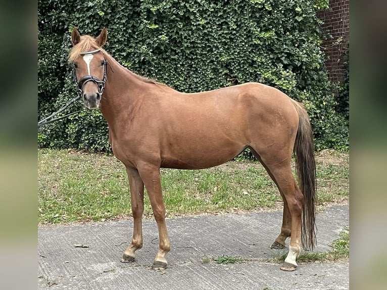 Duitse rijpony Merrie 5 Jaar 142 cm Vos in Suhlendorf