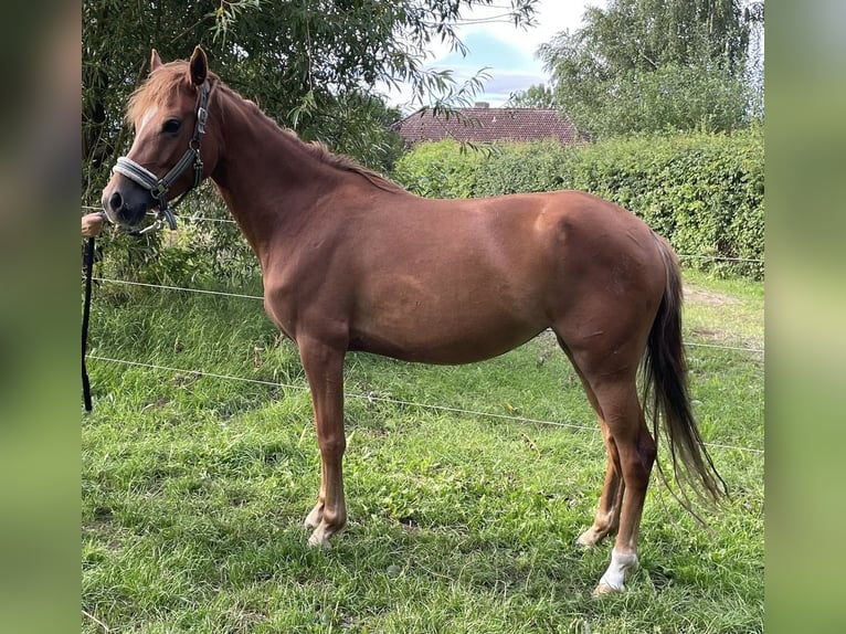 Duitse rijpony Merrie 5 Jaar 142 cm Vos in Suhlendorf
