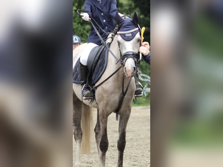 Duitse rijpony Merrie 5 Jaar 143 cm Buckskin in Kiel