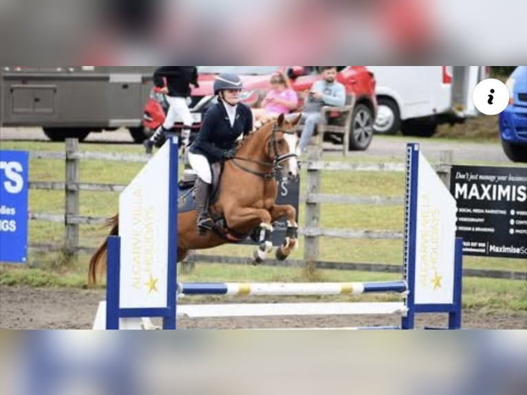 Duitse rijpony Merrie 5 Jaar 143 cm Donkere-vos in Cumbria