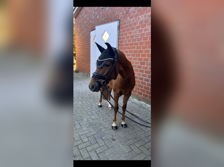 Duitse rijpony Merrie 5 Jaar 143 cm Donkere-vos in Rastede