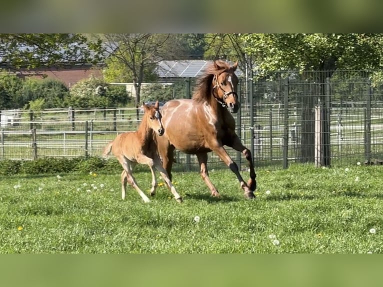 Duitse rijpony Merrie 5 Jaar 143 cm Donkere-vos in Lingen