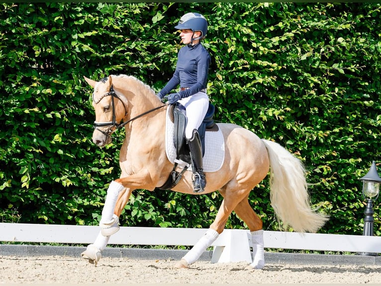 Duitse rijpony Merrie 5 Jaar 143 cm Palomino in Marsberg