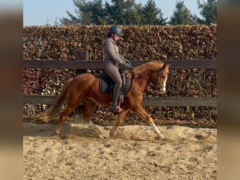 Duitse rijpony Merrie 5 Jaar 143 cm Vos in Daldeiden