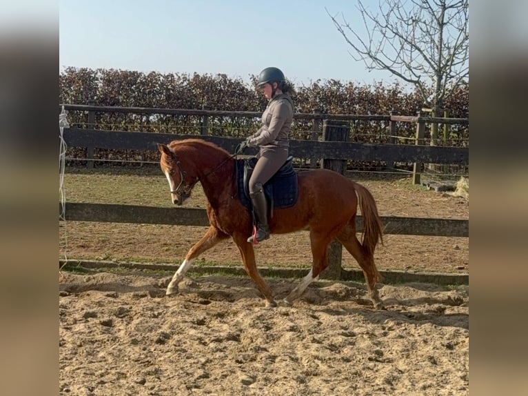 Duitse rijpony Merrie 5 Jaar 143 cm Vos in Daldeiden