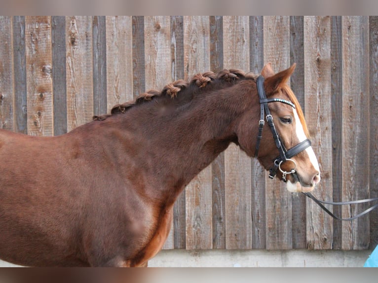 Duitse rijpony Merrie 5 Jaar 143 cm Vos in Wiesloch