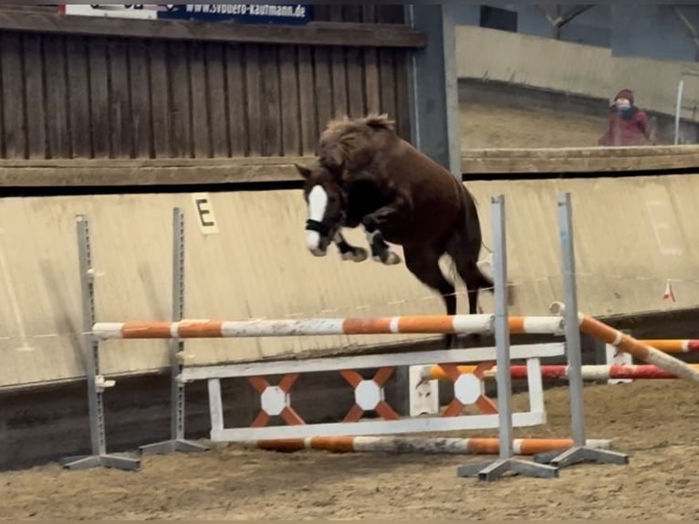 Duitse rijpony Merrie 5 Jaar 143 cm Vos in Wiesloch