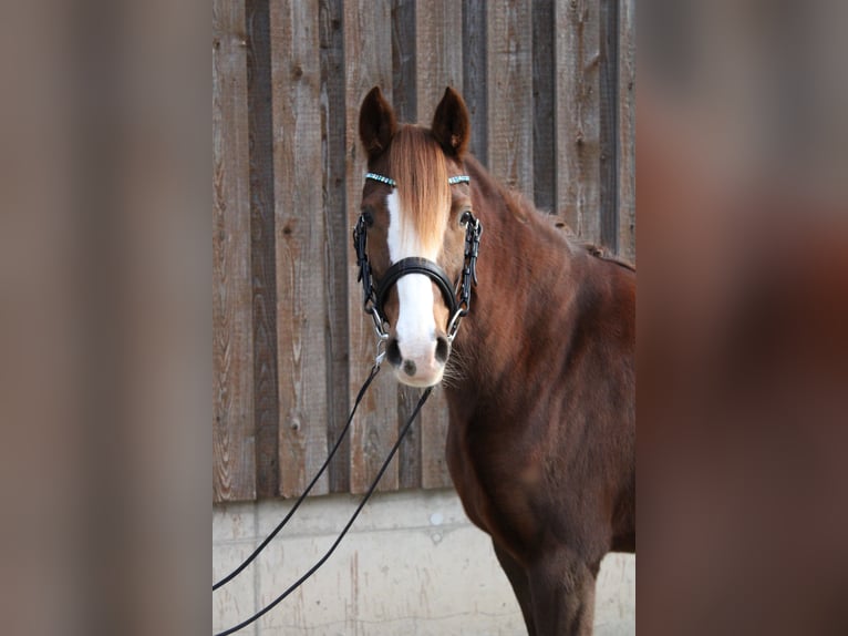 Duitse rijpony Merrie 5 Jaar 143 cm Vos in Wiesloch