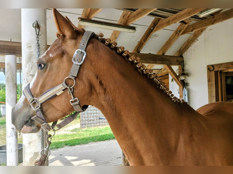 Duitse rijpony Merrie 5 Jaar 143 cm Vos in Krielow