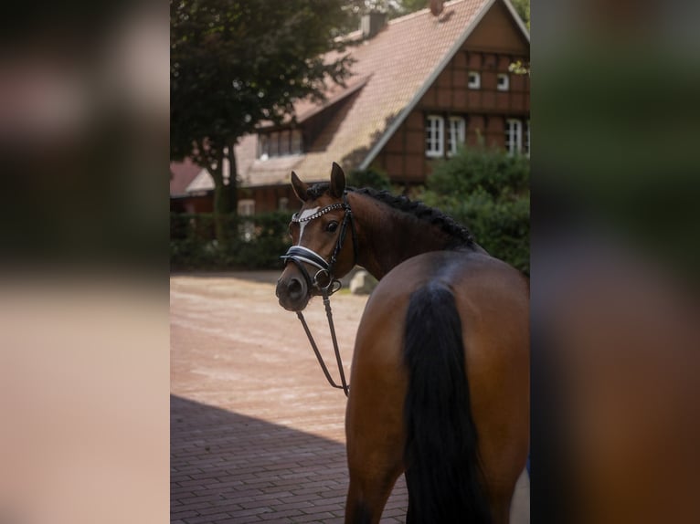 Duitse rijpony Merrie 5 Jaar 144 cm Bruin in Aschendorf