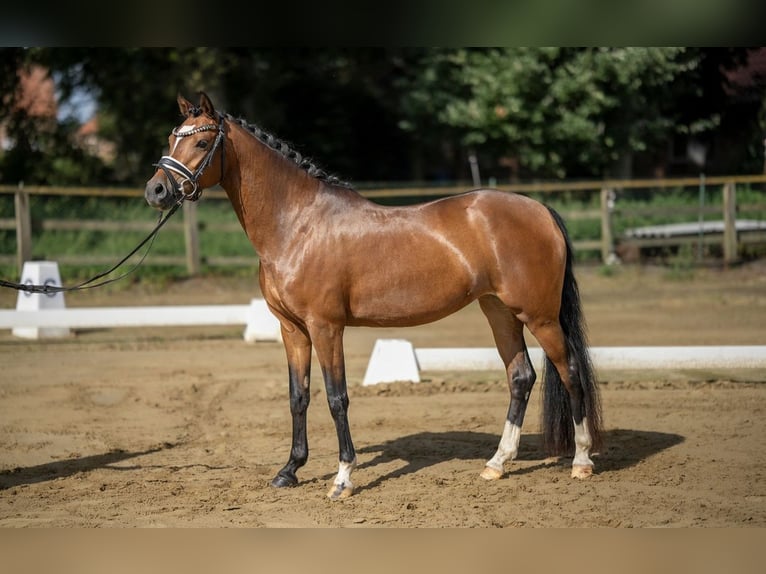 Duitse rijpony Merrie 5 Jaar 144 cm Bruin in Aschendorf