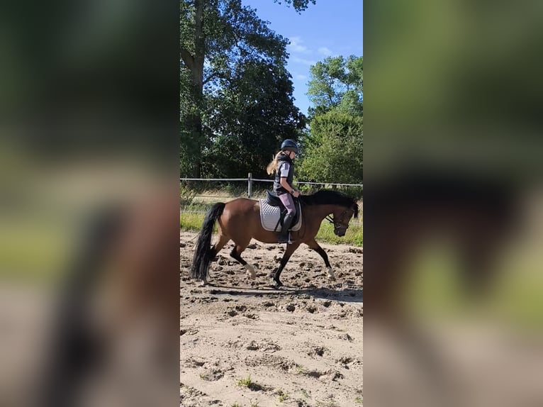 Duitse rijpony Merrie 5 Jaar 144 cm Bruin in Aschendorf