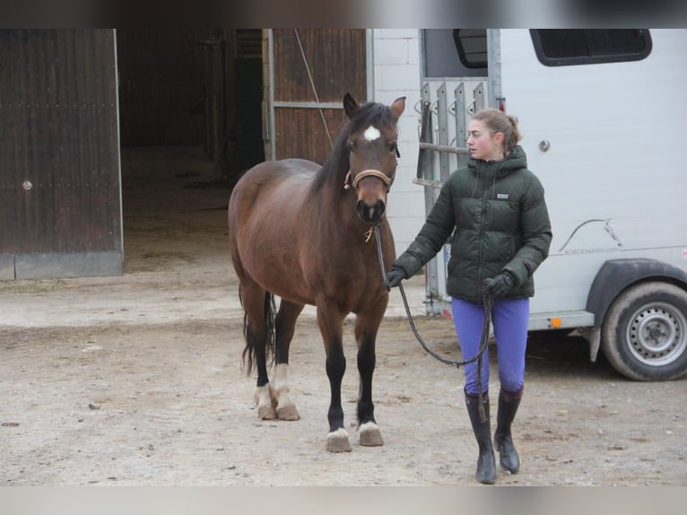 Duitse rijpony Mix Merrie 5 Jaar 144 cm Bruin in Buchen (Odenwald)