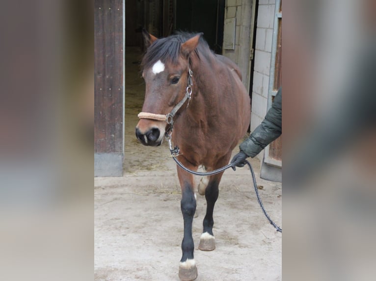 Duitse rijpony Mix Merrie 5 Jaar 144 cm Bruin in Buchen (Odenwald)