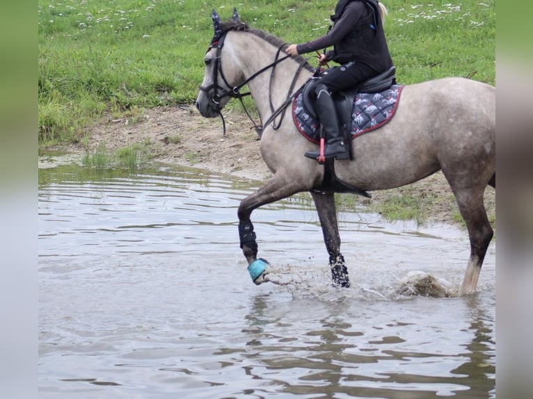 Duitse rijpony Merrie 5 Jaar 144 cm Buckskin in Kiel