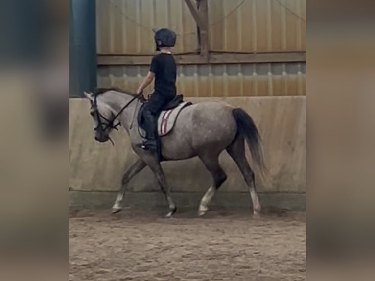 Duitse rijpony Merrie 5 Jaar 144 cm Buckskin in Kiel