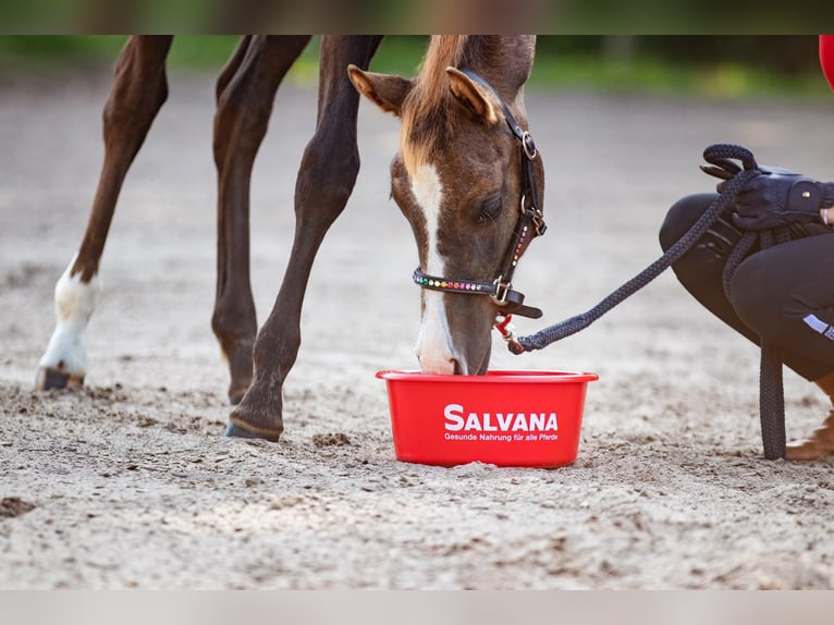 Duitse rijpony Merrie 5 Jaar 144 cm kan schimmel zijn in Dahme