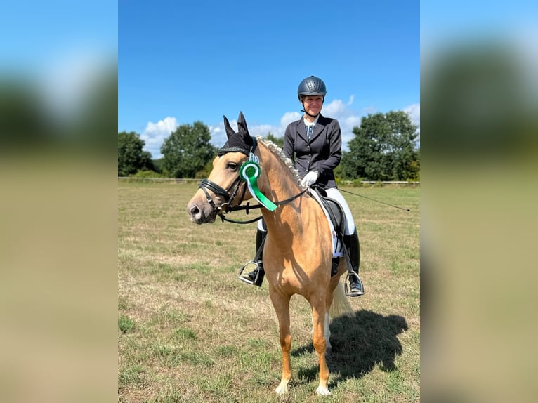 Duitse rijpony Merrie 5 Jaar 144 cm Palomino in Datteln