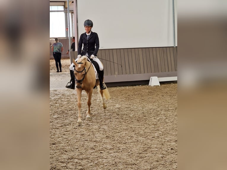 Duitse rijpony Merrie 5 Jaar 144 cm Palomino in Datteln