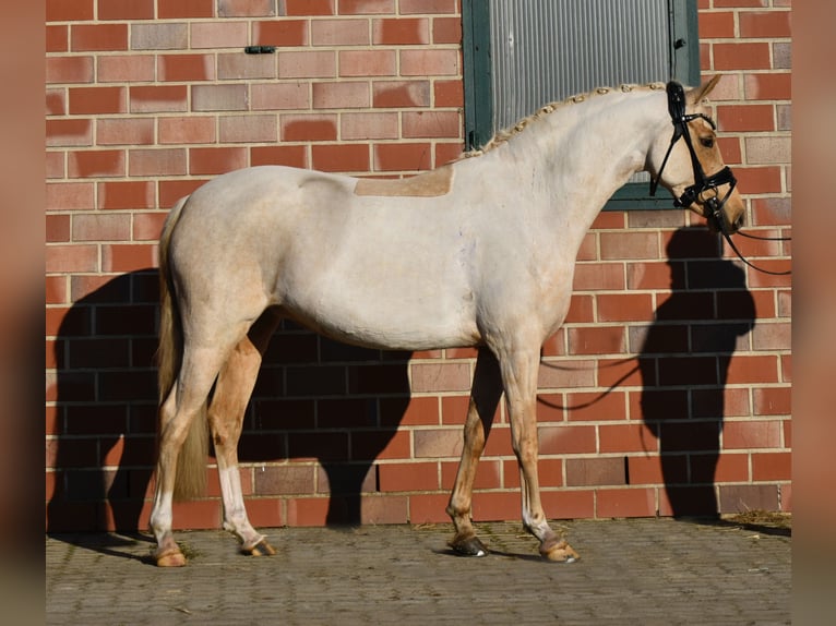 Duitse rijpony Merrie 5 Jaar 144 cm Palomino in Fürstenau