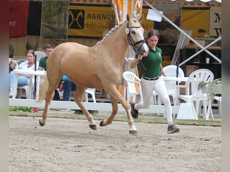 Duitse rijpony Merrie 5 Jaar 144 cm Palomino in T&#xF6;nisvorst