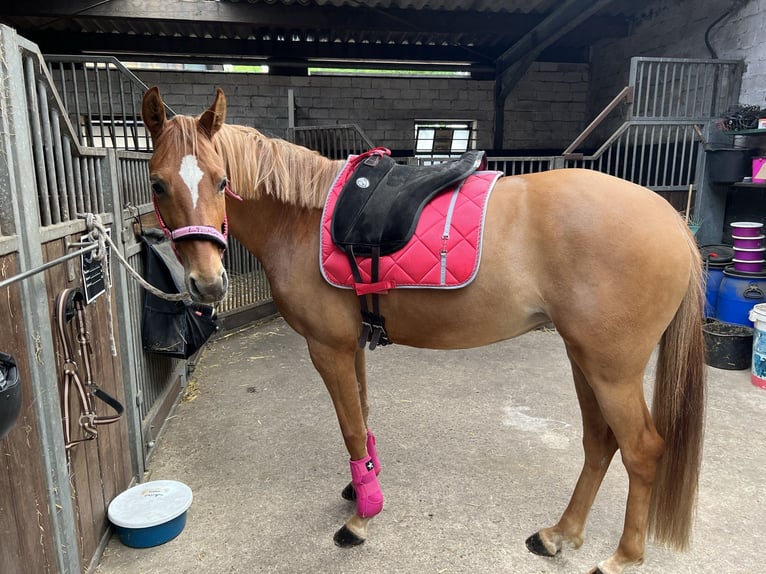 Duitse rijpony Merrie 5 Jaar 144 cm Red Dun in Haltern am See