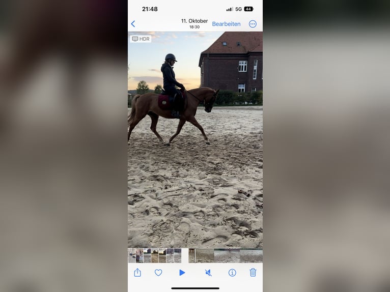 Duitse rijpony Merrie 5 Jaar 144 cm Red Dun in Haltern am See