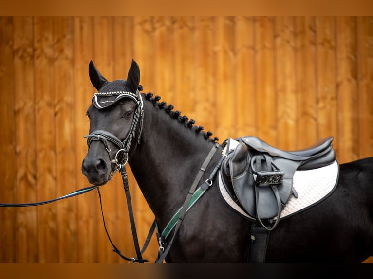 Duitse rijpony Merrie 5 Jaar 144 cm Zwart in Marktl