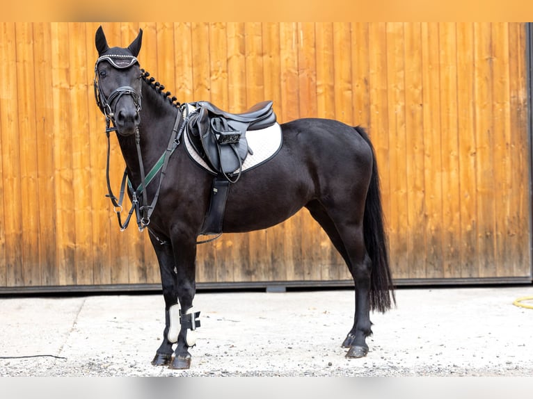 Duitse rijpony Merrie 5 Jaar 144 cm Zwart in Marktl