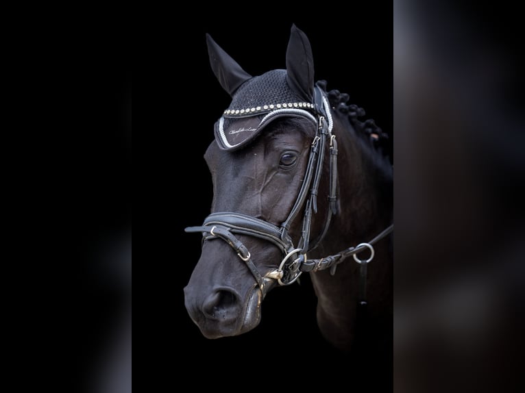 Duitse rijpony Merrie 5 Jaar 144 cm Zwart in Marktl