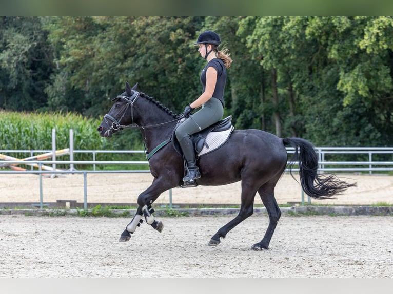 Duitse rijpony Merrie 5 Jaar 144 cm Zwart in Marktl