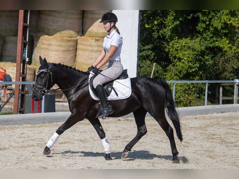 Duitse rijpony Merrie 5 Jaar 144 cm Zwart in Marktl