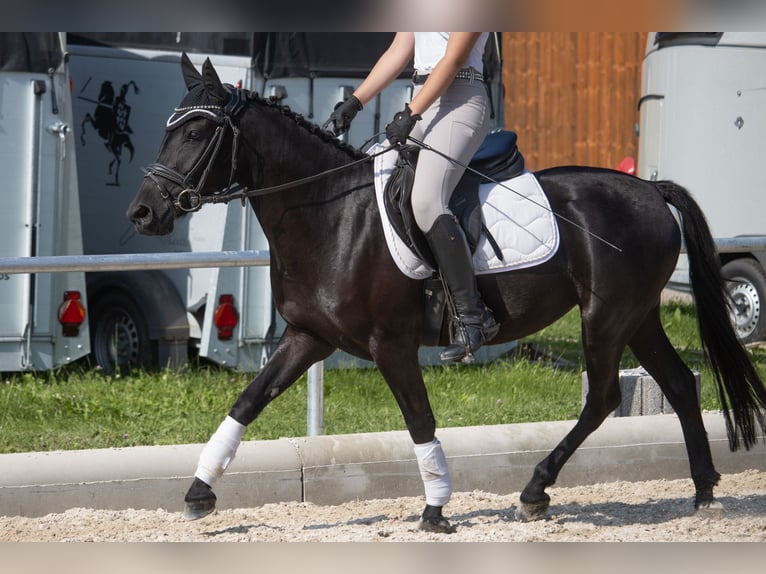 Duitse rijpony Merrie 5 Jaar 144 cm Zwart in Marktl