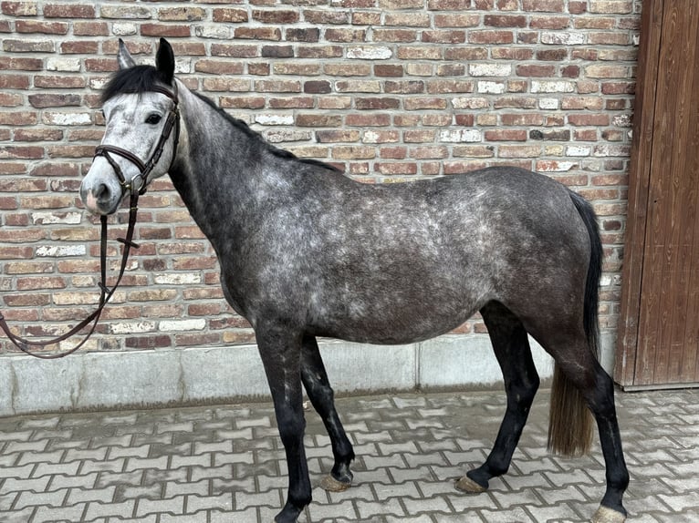 Duitse rijpony Merrie 5 Jaar 145 cm Appelschimmel in Grevenbroich