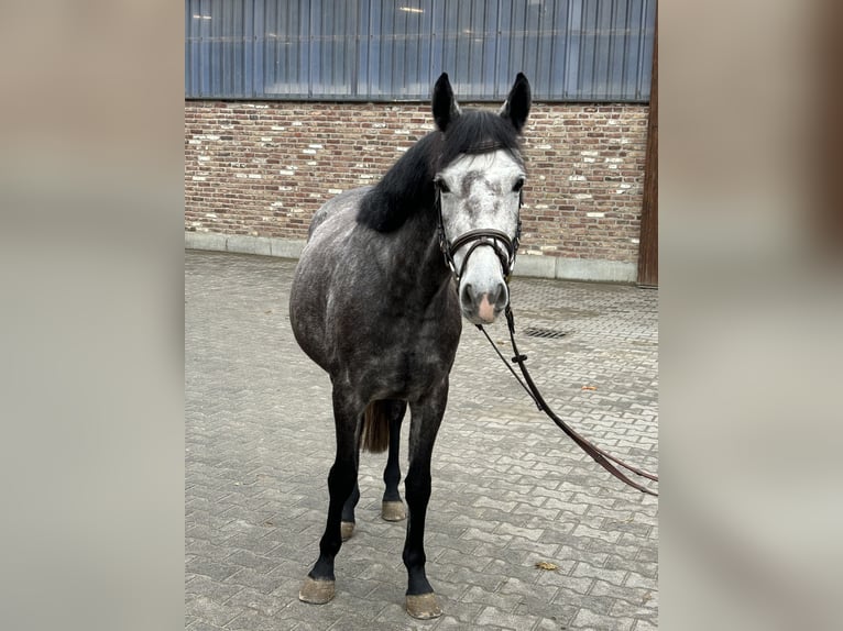 Duitse rijpony Merrie 5 Jaar 145 cm Appelschimmel in Grevenbroich