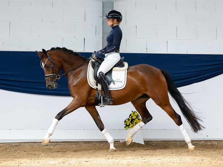 Duitse rijpony Merrie 5 Jaar 145 cm Bruin in Marsberg