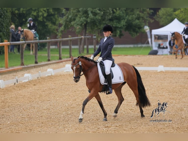 Duitse rijpony Merrie 5 Jaar 145 cm Bruin in Inning am Ammersee Duitse rijpony Merrie 5 Jaar 145 cm Bruin in Inning am Ammersee