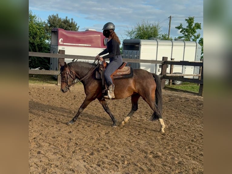 Duitse rijpony Merrie 5 Jaar 145 cm Bruin in Kirf