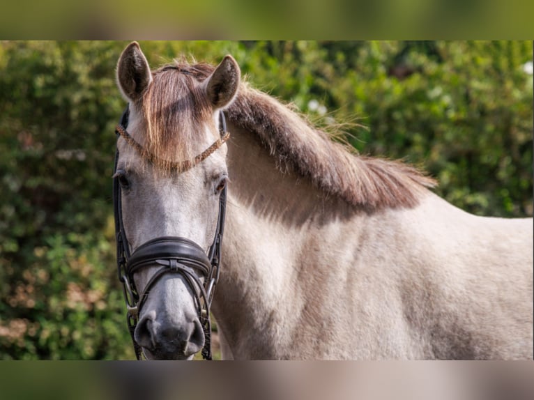 Duitse rijpony Merrie 5 Jaar 145 cm Buckskin in Teltow
