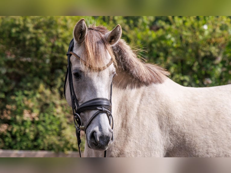 Duitse rijpony Merrie 5 Jaar 145 cm Buckskin in Teltow