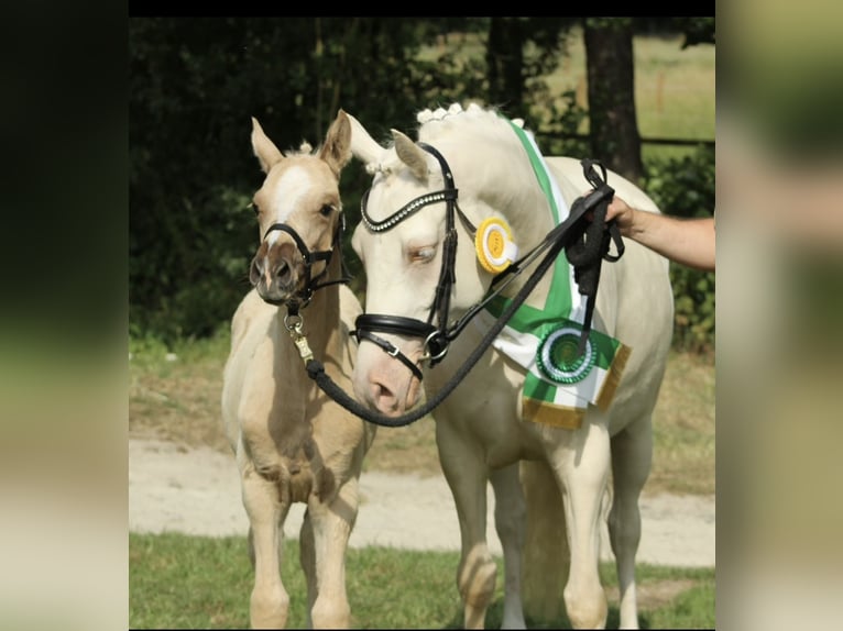 Duitse rijpony Merrie 5 Jaar 145 cm Cremello in Gummersbach