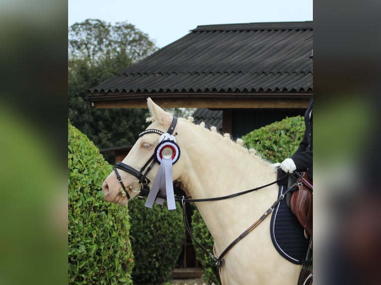 Duitse rijpony Merrie 5 Jaar 145 cm Cremello in Gummersbach