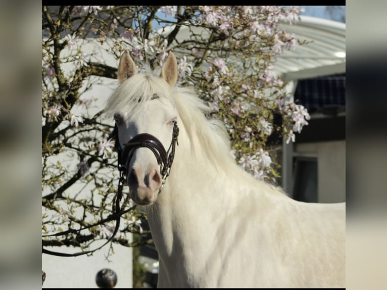 Duitse rijpony Merrie 5 Jaar 145 cm Cremello in Gummersbach